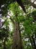 Giant stinging tree in Australian rainforest